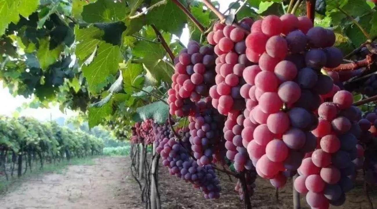 Safra da uva no Rio Grande do Sul deve superar projeções