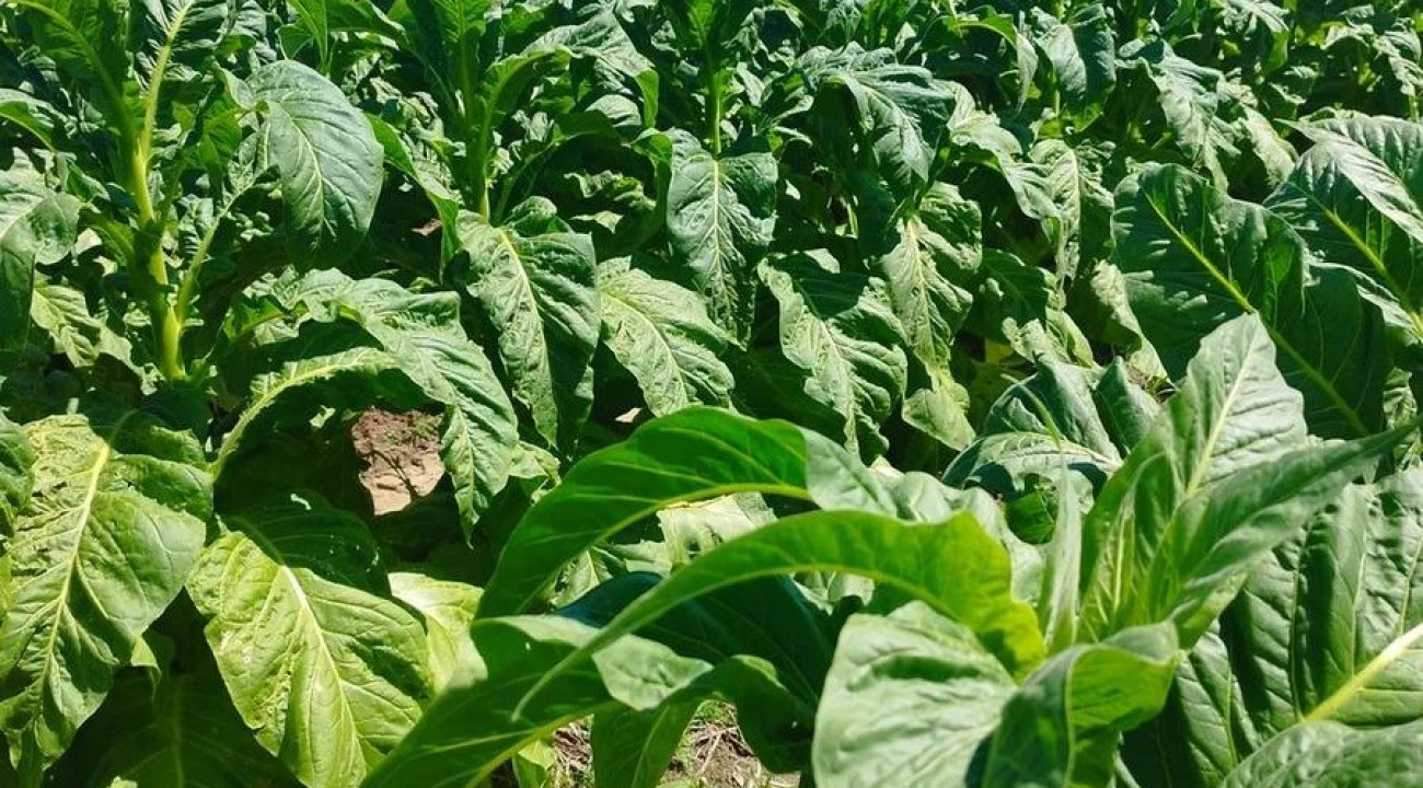 Comercialização do tabaco gera insegurança a fumicultores