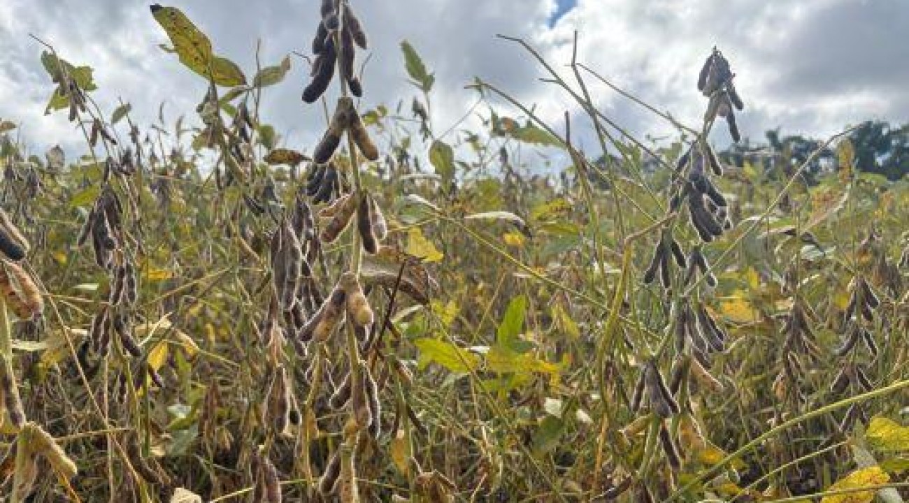 Colheita da soja chega a 50% da área cultivada no RS