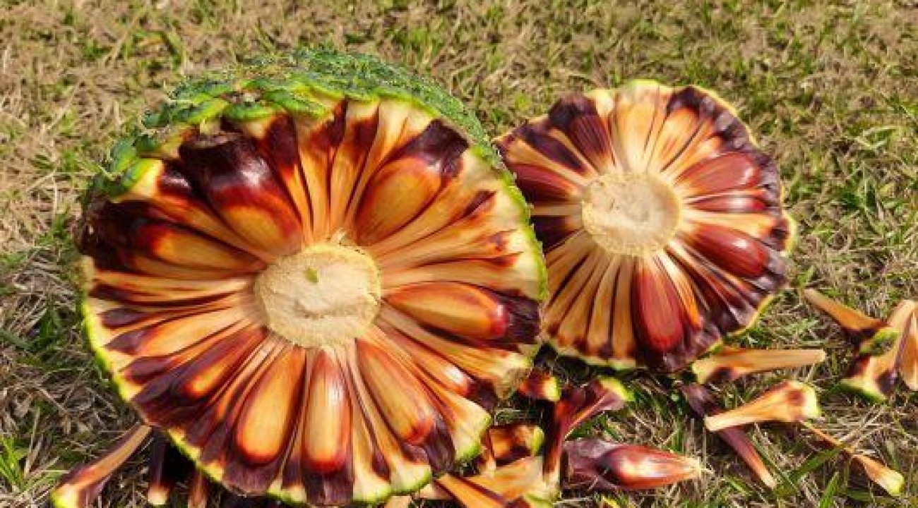 Safra do pinhão começã com menor oferta do produto no RS