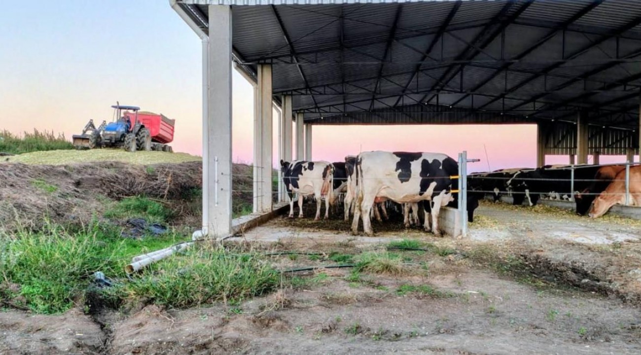 Silagem garante alimentação do rebanho em períodos críticos