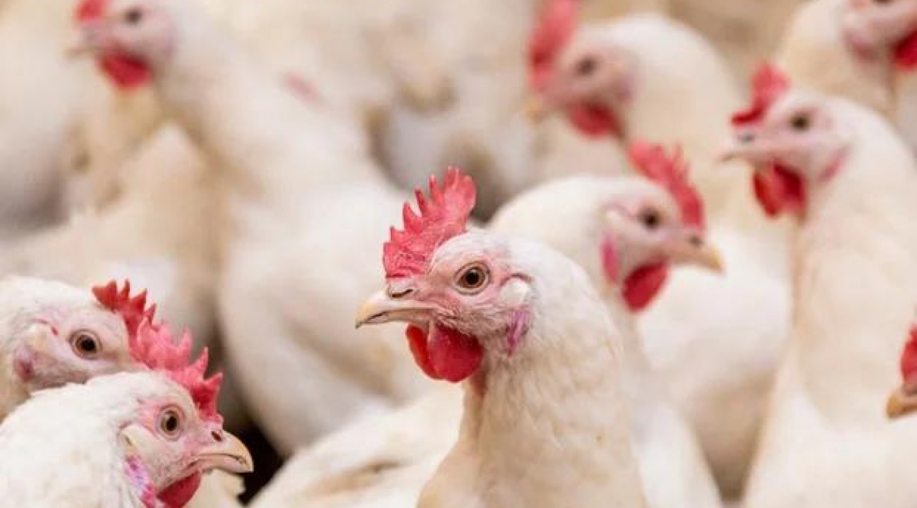Exportações de carne de frango superam US$ 1 bilhão em maio