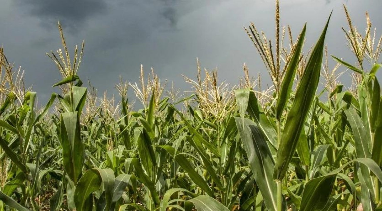 Conab alerta para o risco de perdas por excesso de chuvas no RS