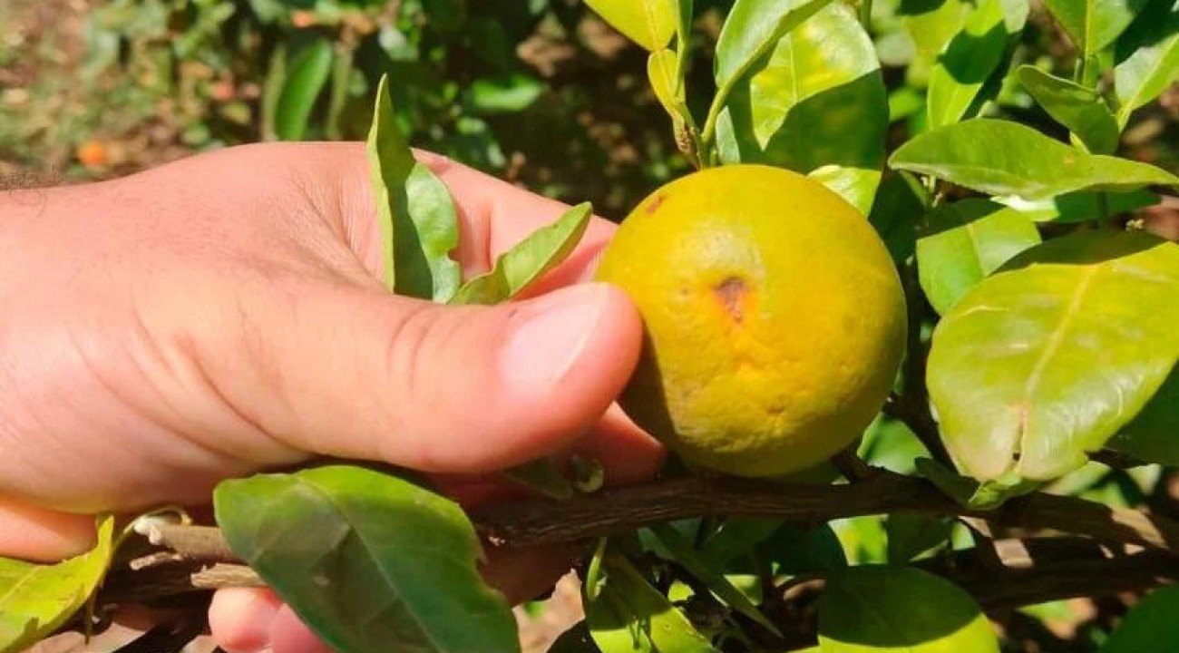 Greening: RS vistoria 1,1 mil pomares de citros