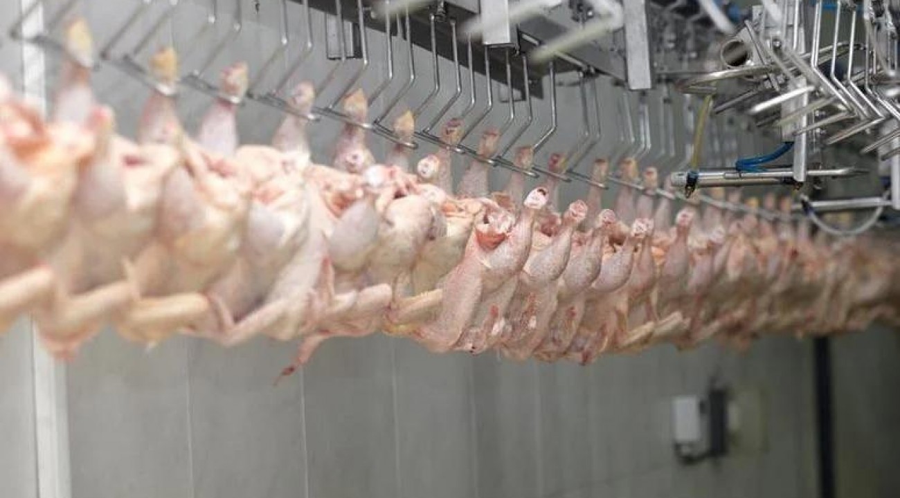Setores de suínos, aves e ovos têm projeção de crescimento