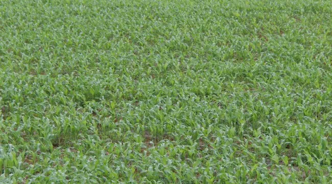 El Niño motiva a ampliação da área de milho no RS