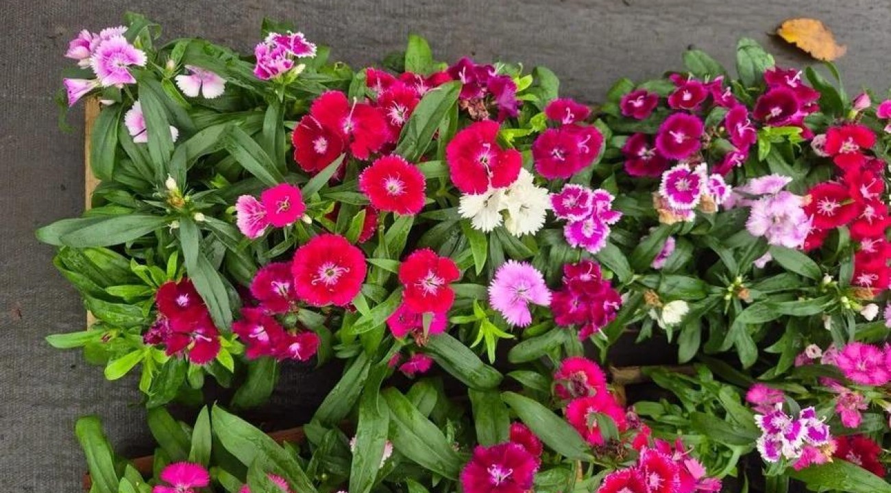 Primavera aquece mercado de flores no RS
