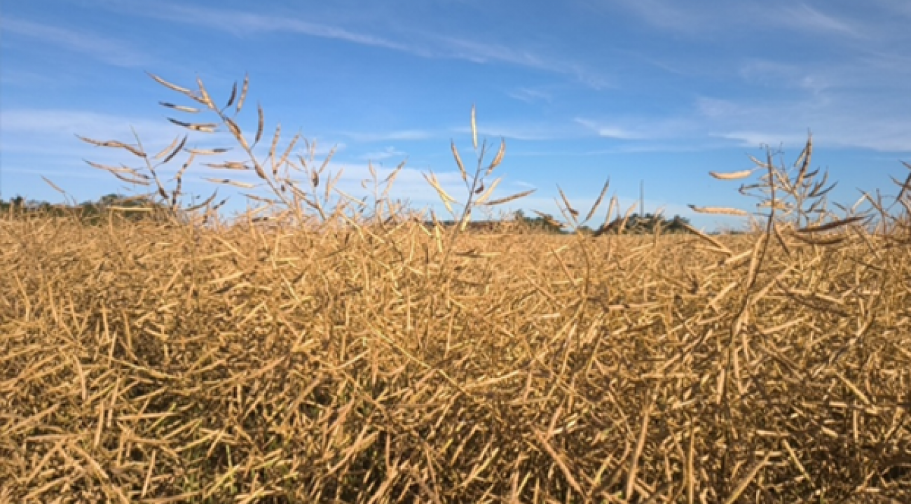 Canola segue em colheita no Rio Grande do Sul