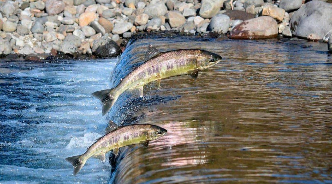 Início da Piracema na Bacia do Rio Uruguai é nesta quinta-feira