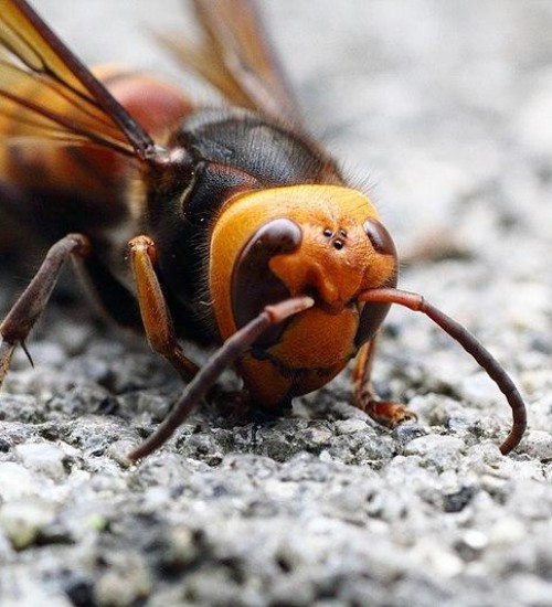 Homem morre após ser atacado por vespa Asiática