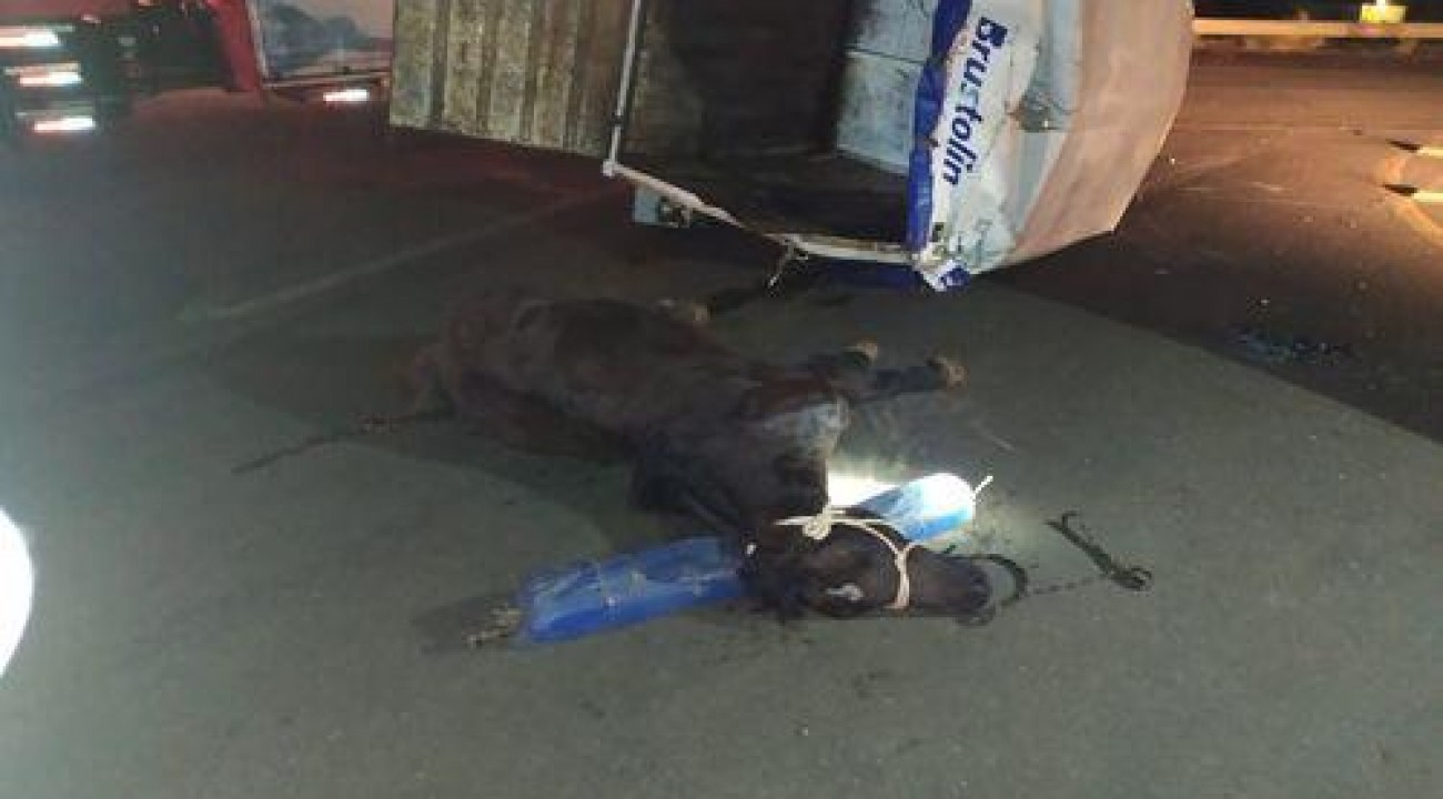 Acidente mata cavalo e deixa quatro feridos em Chapecó (SC).