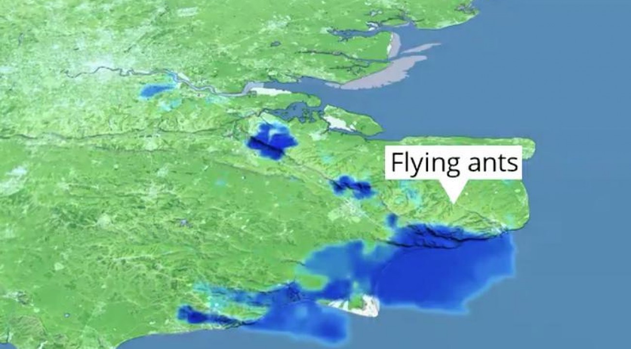 Enquanto Brasil teme gafanhotos, Inglaterra registra nuvem de formigas voadoras.