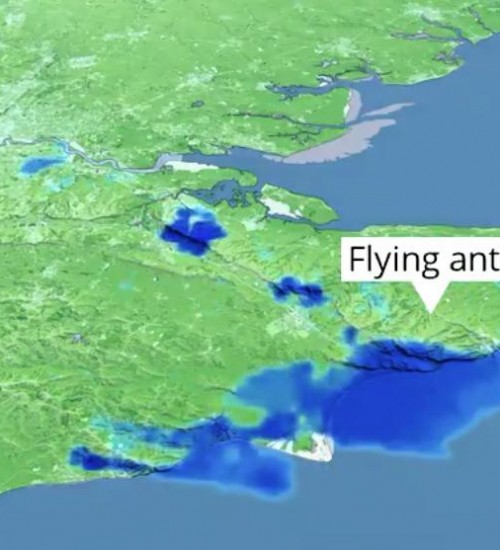 Enquanto Brasil teme gafanhotos, Inglaterra registra nuvem de formigas voadoras.