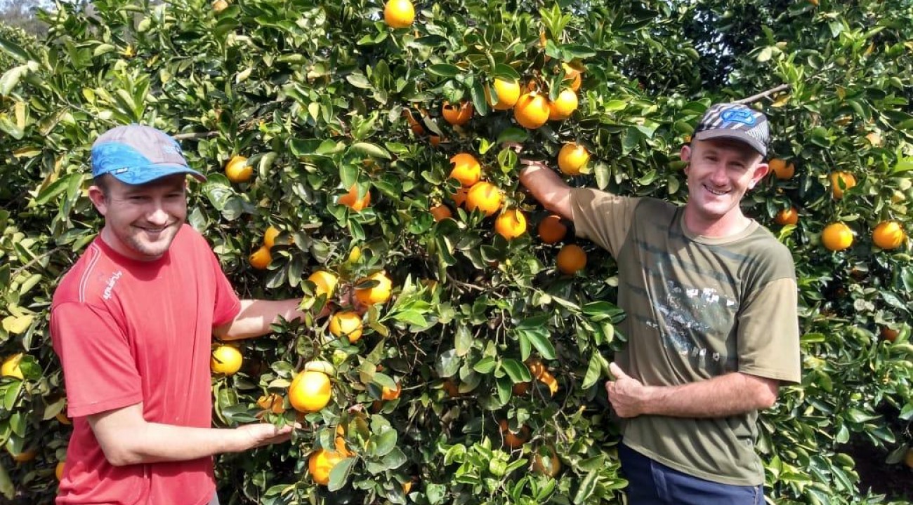 Produtor de laranja de Erval Grande estima 100 toneladas por hectare.