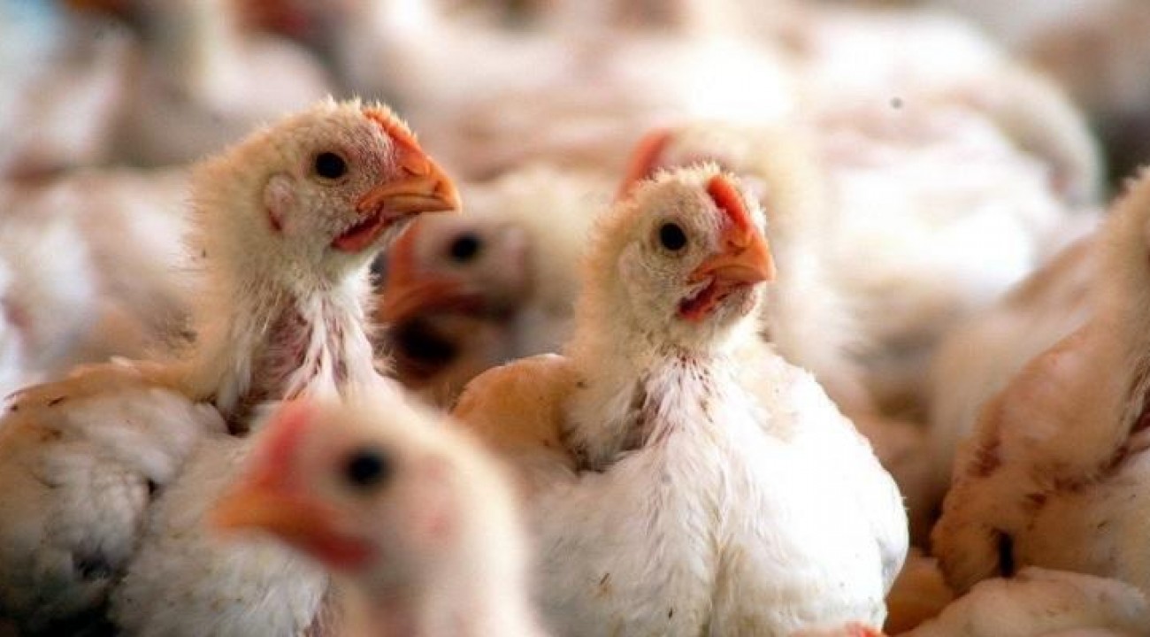 China detecta o novo coronavírus em frango importado do Brasil.