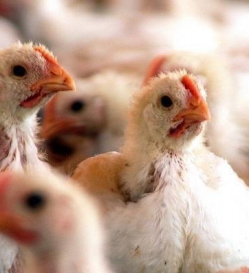 China detecta o novo coronavírus em frango importado do Brasil.