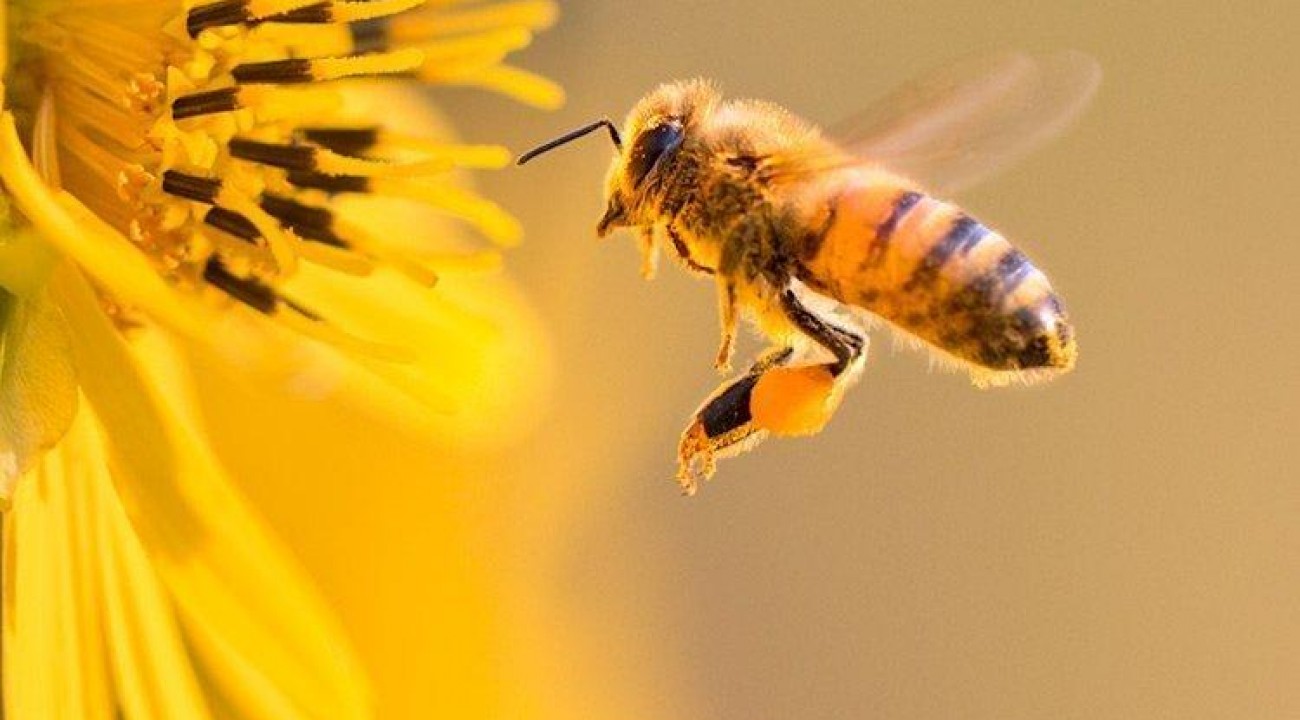 Início das floradas de primavera estimulam polinização das abelhas.