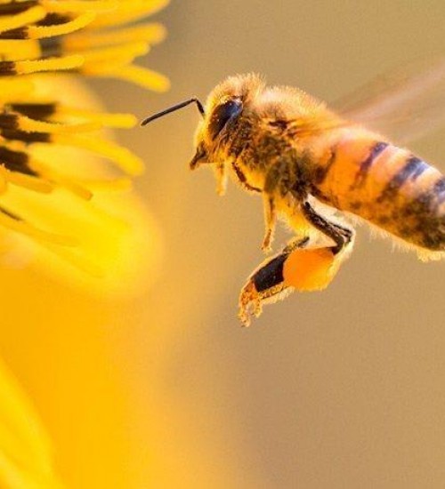 Início das floradas de primavera estimulam polinização das abelhas.