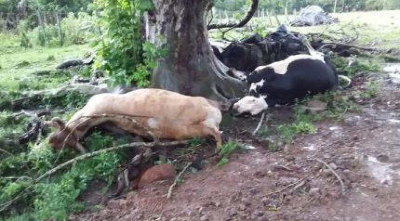 Mulher fica ferida e bovinos morrem após queda de raio em propriedade do interior de Concórdia (SC).
