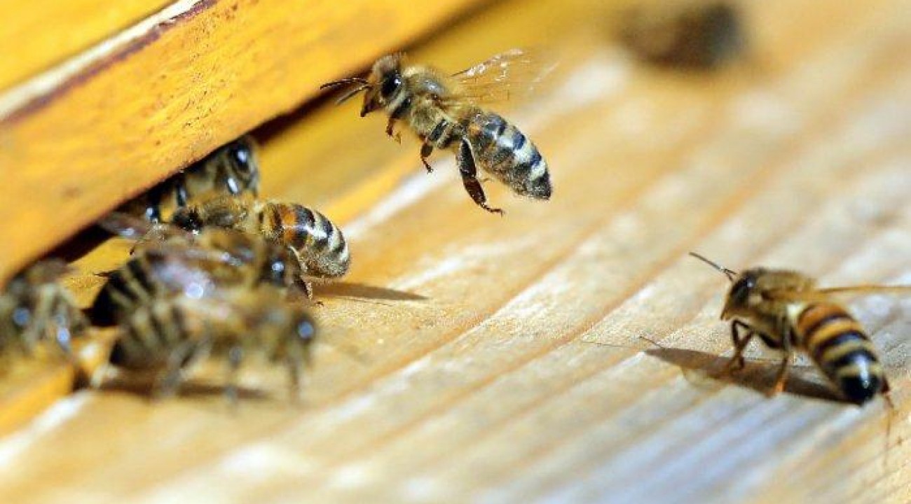 Ataque de abelhas deixa três pessoas feridas e dois cachorros mortos no Oeste Catarinense.