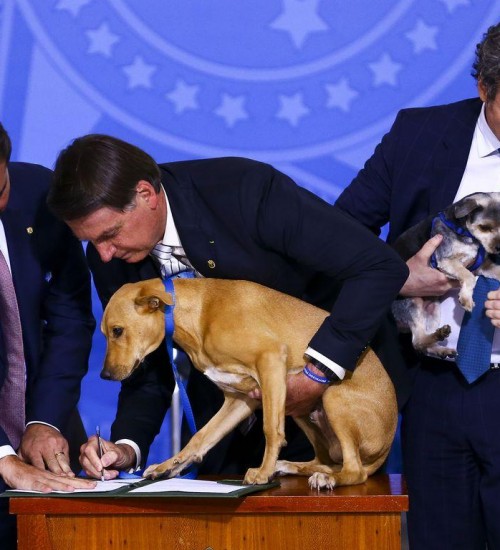 Bolsonaro sanciona lei que aumenta pena para maus-tratos a cães e gatos.