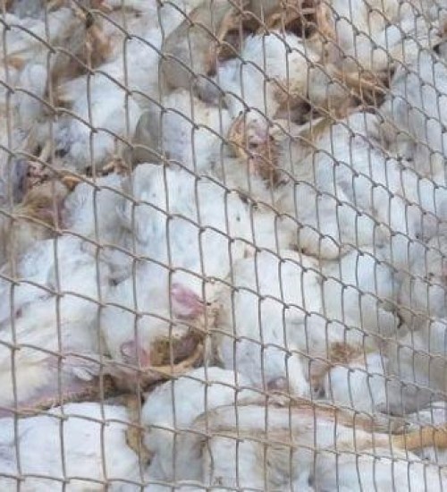 Calor mata mais de seis mil frangos em aviário de Piratuba.