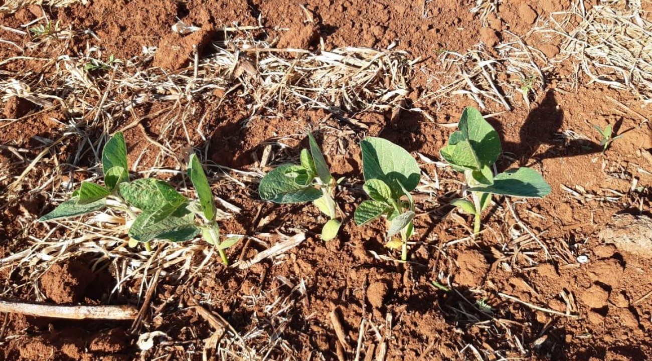 Tempo seco reduz intensidade de plantio da soja que atinge 5% da área total estimada.