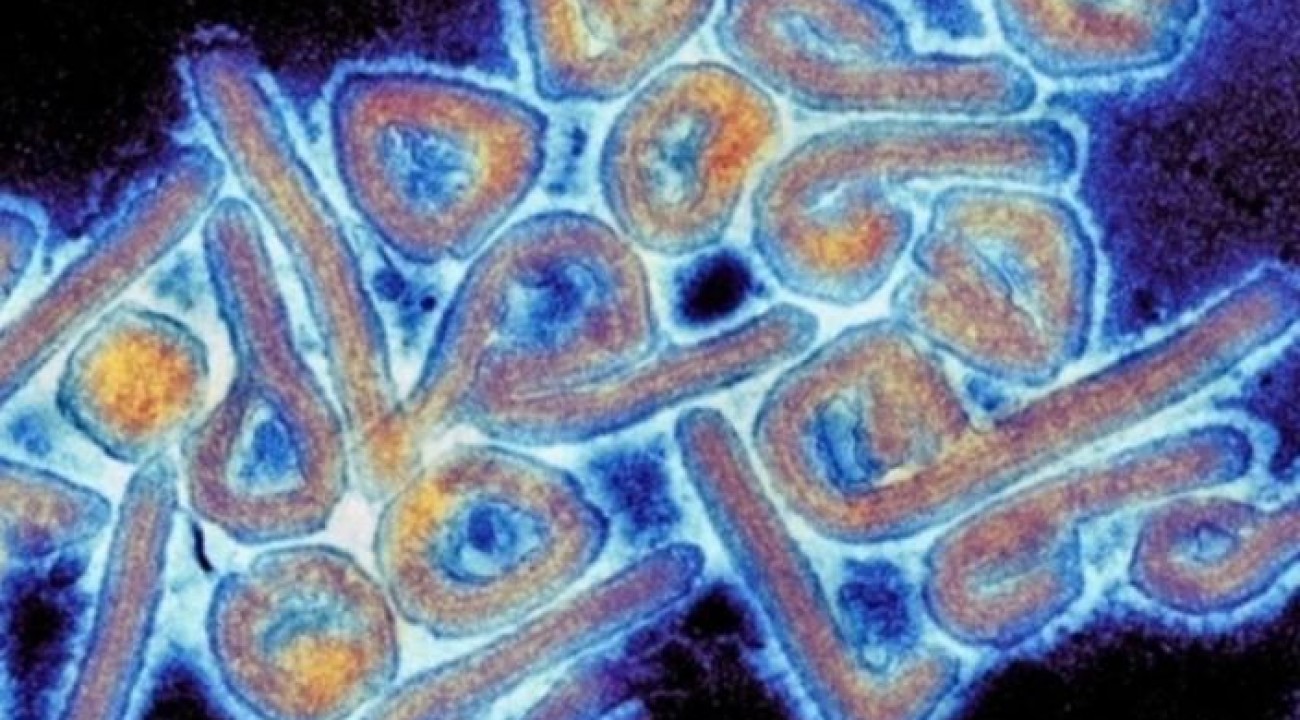 Novo vírus raro começa a provocar contágio e mortes na Bolívia.
