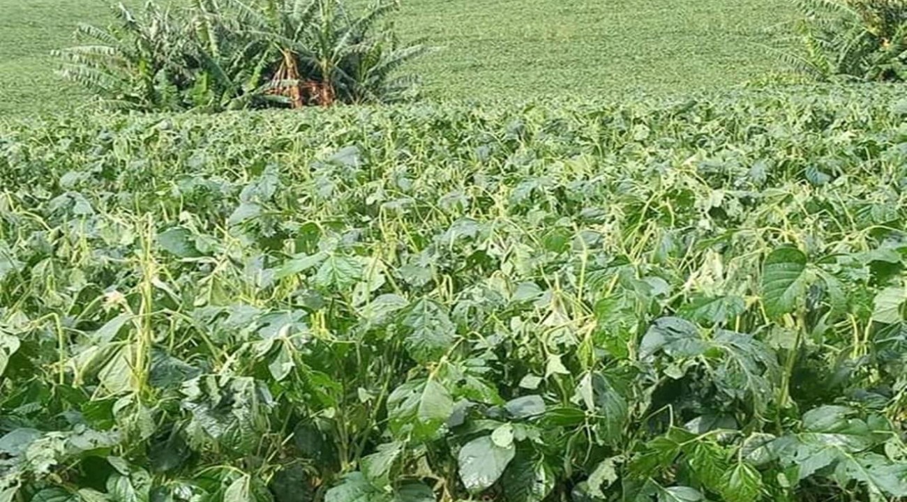 Granizo causa prejuízos em plantações de soja em São Valentim.