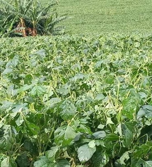 Granizo causa prejuízos em plantações de soja em São Valentim.