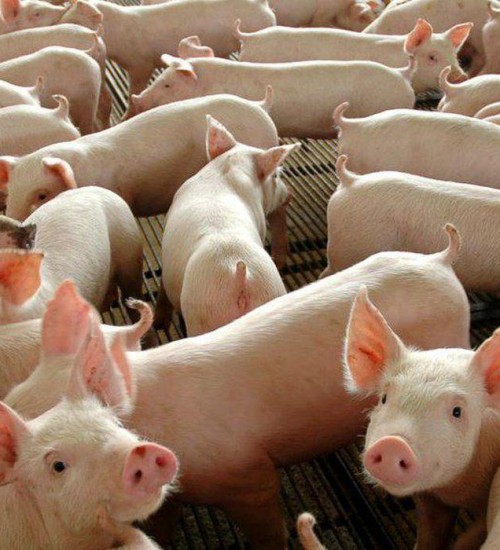 Produção de suínos para abate cresce 5,63% no RS.