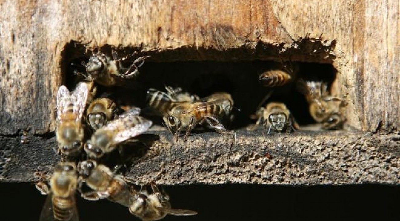 Mulher morre após família ser atacada por enxame de abelhas em SC.