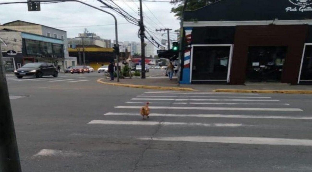 Imagem de galinha atravessando a faixa de pedestres em Joinville viraliza nas redes sociais.