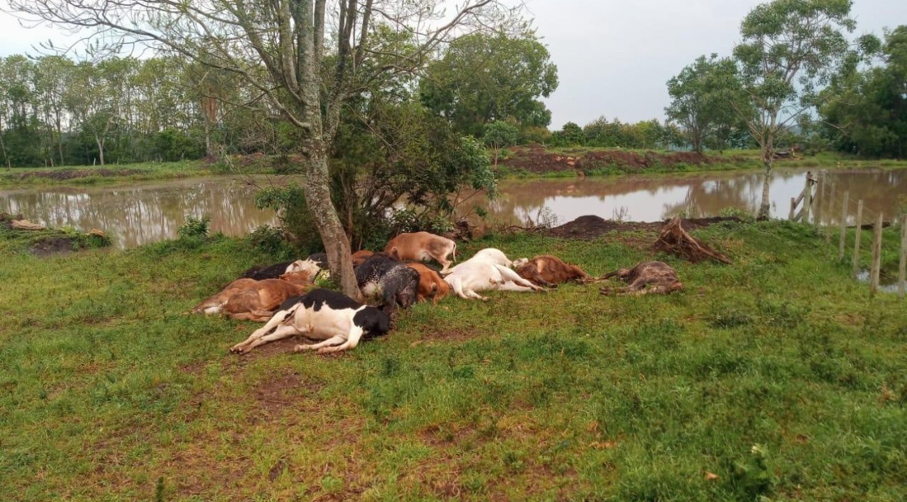 Raio mata dezenove cabeças de gado no interior de Erval Grande.