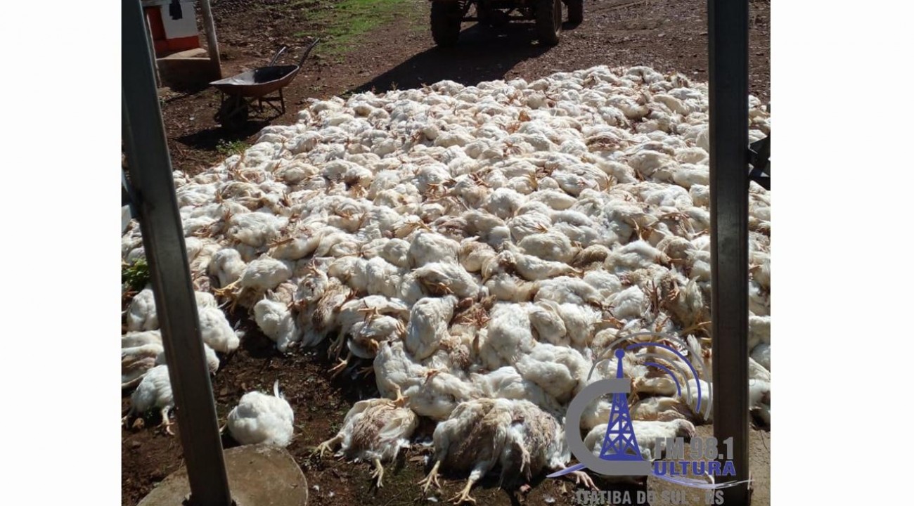 Agricultor perde mais de 3 mil aves por falta de energia elétrica em Erval Grande.