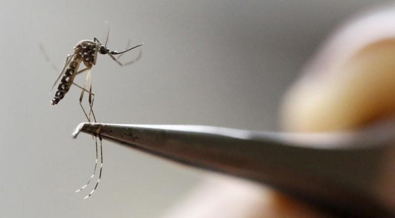 Erechim e municípios vizinhos registram alta nos casos de dengue.