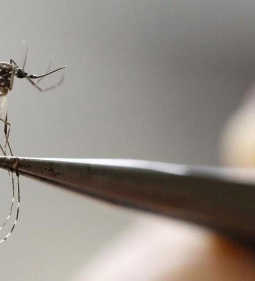 Erechim e municípios vizinhos registram alta nos casos de dengue.
