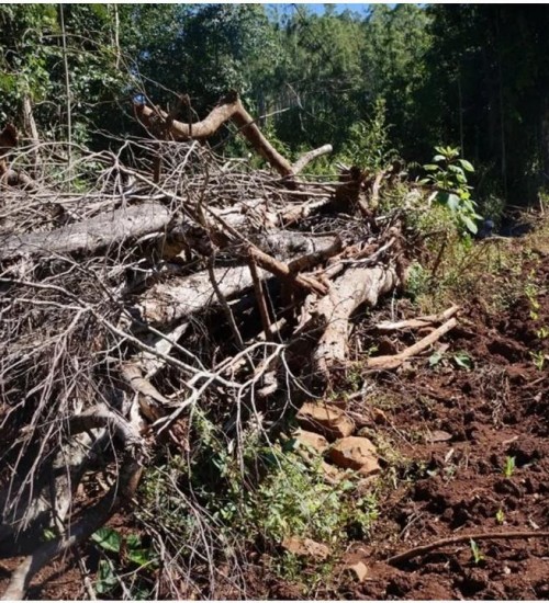 PATRAM de Nonoai flagra desmatamento ilegal em Erval Grande.