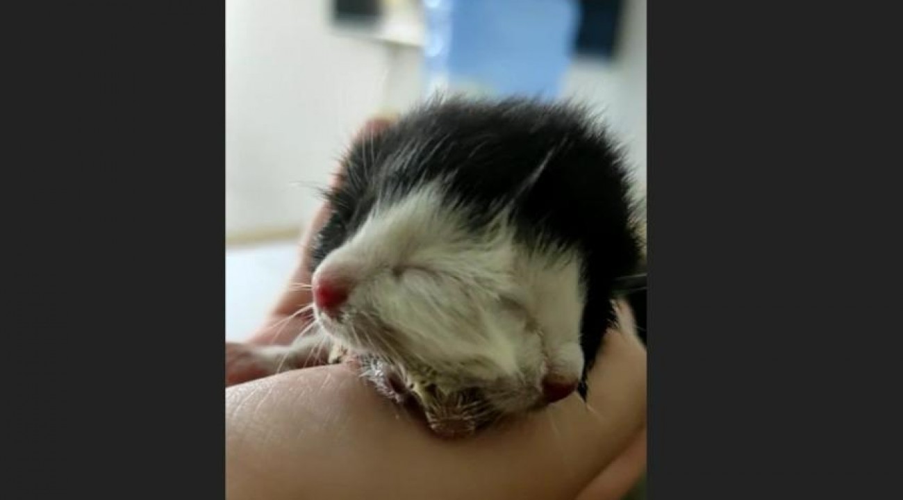 Moradores registram nascimento de gato com duas caras em SC.