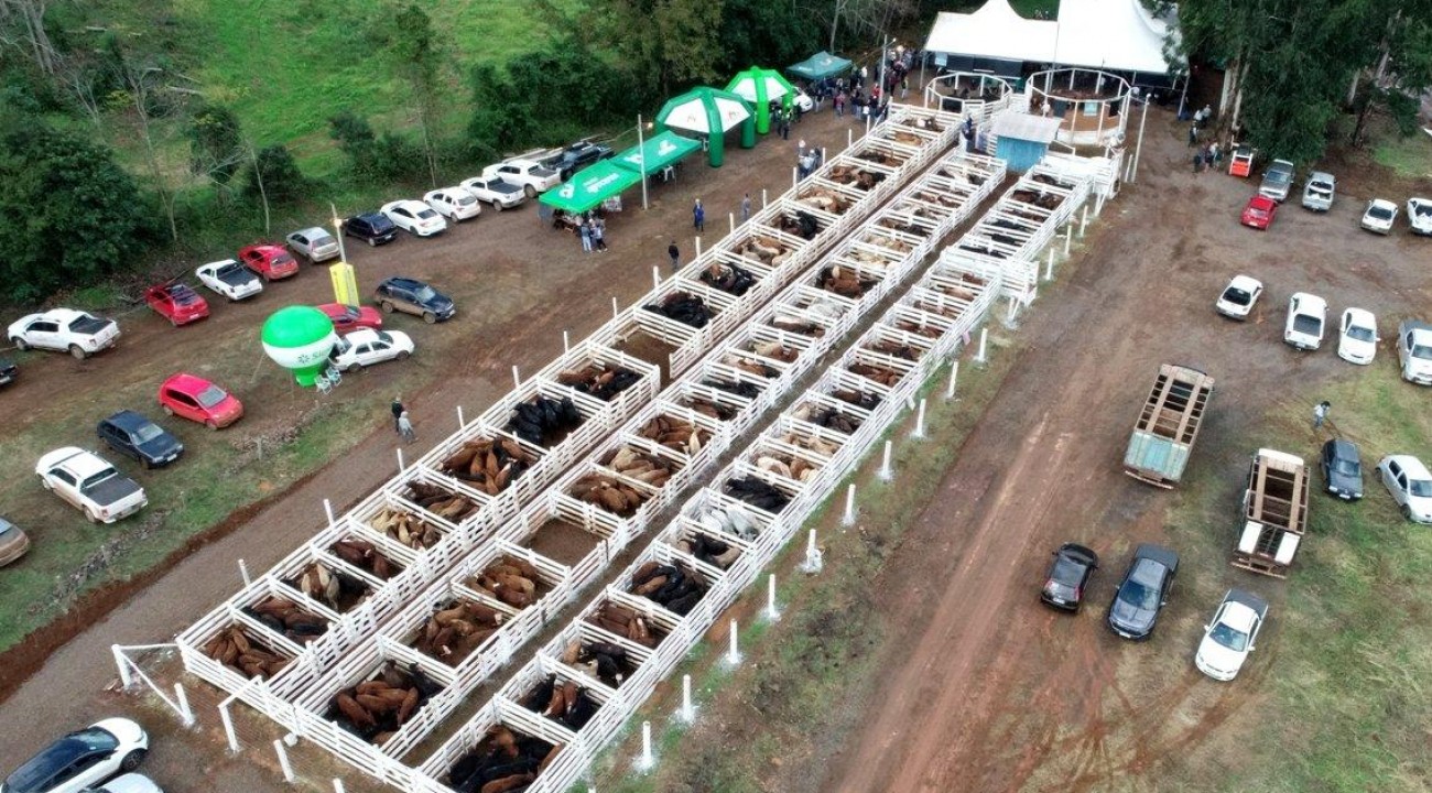 Remate de bovinos de corte é marcado pela qualidade genética dos animais em Barra do Rio Azul.