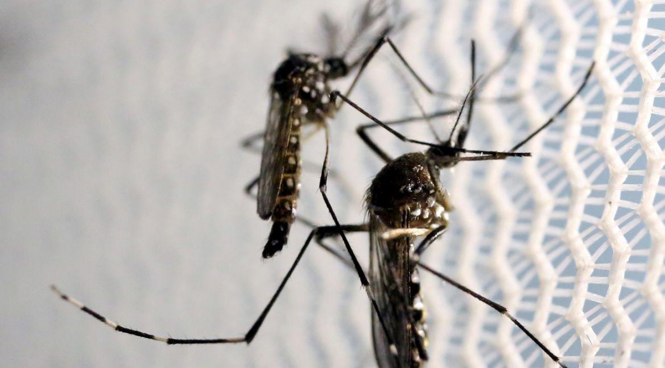 RS confirma mais três mortes por dengue e total de óbitos no ano chega a 38.