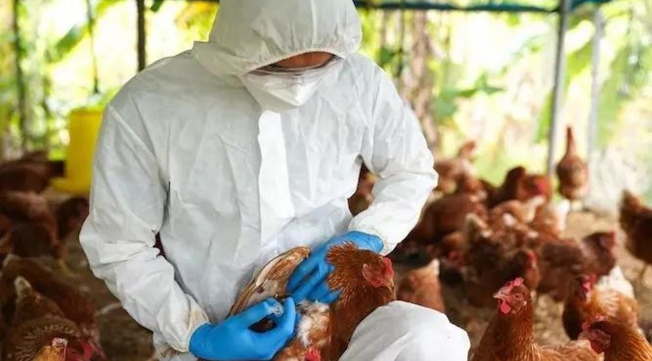 SC emite alerta máximo para prevenir gripe aviária.