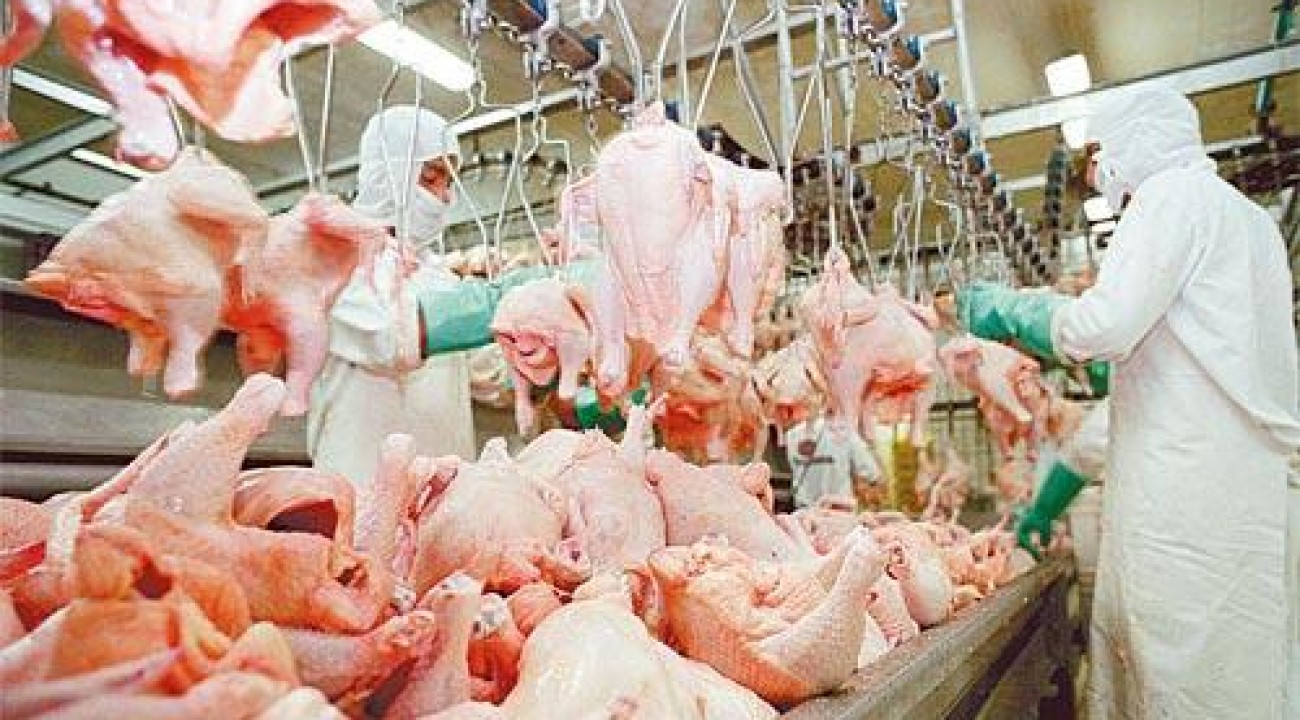 Produção de carne de frango no Brasil deve ser a maior da história em 2024.
