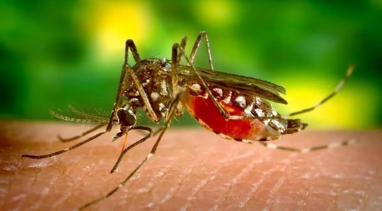 RS registra primeiro óbito por dengue em 2024.