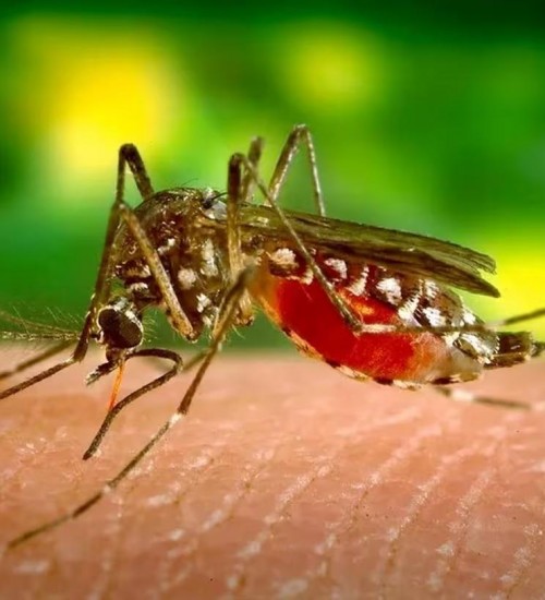 RS registra primeiro óbito por dengue em 2024.